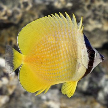 Chaetodon kleini – Sunburst Butterflyfish L - Ψάρια Θαλασσινού