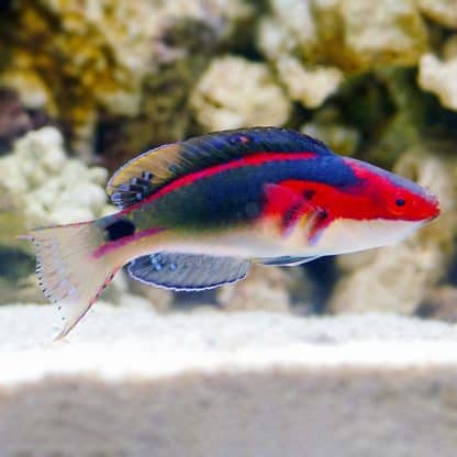 Cirrhilabrus exquisitus M – Exquisite Wrasse - Ψάρια Θαλασσινού