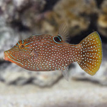 Pseudanthias evansi S – Yellowback Anthias - Ψάρια Θαλασσινού