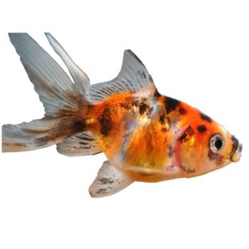 Carassius auratus – Tricolor Oranda9-10 cm - Sales