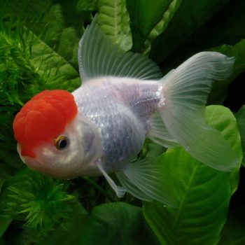 Carassius auratus -Red Cap Oranda 4cm - Sales