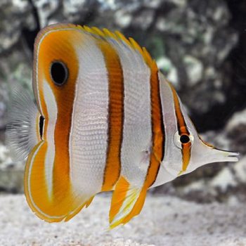 Chelmon rostratus -Copperband butterflyfish-M - Ψάρια Θαλασσινού