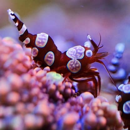 Thor amboinensis M – Sexy Shrimp - Ασπόνδυλα Θαλασσινού