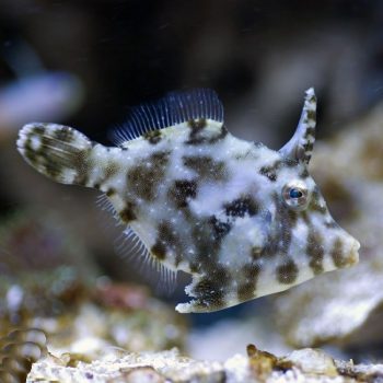 Acreichthys tomentosus L – Matted Filefish - Ψάρια Θαλασσινού
