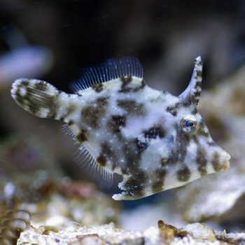 Acreichthys tomentosus Μ – Matted Filefish - Ψάρια Θαλασσινού