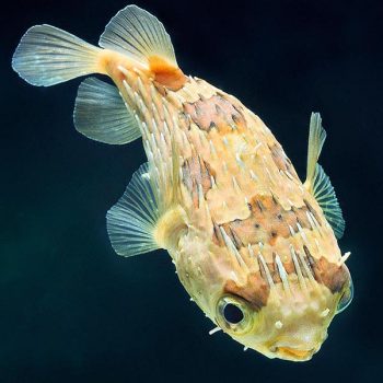 Diodon holocanthus - Long Spine Porcupinefish M