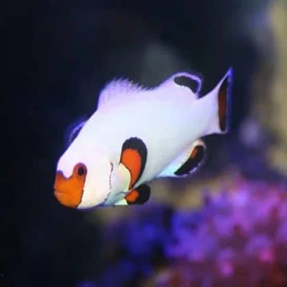 Amphiprion ocellaris –  Wyoming White Clownfish 1.5-2 cm - Ψάρια Θαλασσινού