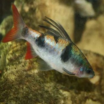 Dawkinsia arulius – Arulius Barb - Ψάρια Γλυκού