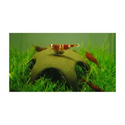 Aqua Nova Shrimp star 50mm - Τεχνητά Διακοσμητικά