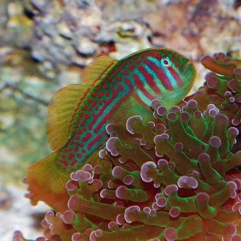 Gobiodon histrio-Green clown goby-M - Ψάρια Θαλασσινού