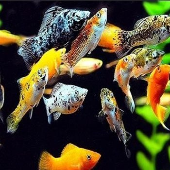 Carassius auratus – Tricolor Oranda9-10 cm - Sales