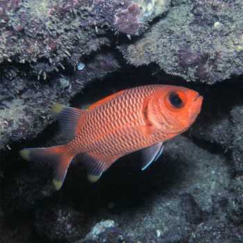 Myripristis murdjan M - Pinecone Soldierfish