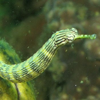 Corythoichthys haematopterus M - Messmate Pipefish