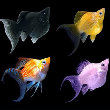 Poecilia velifera - Molly Balloon Sailfin Mix