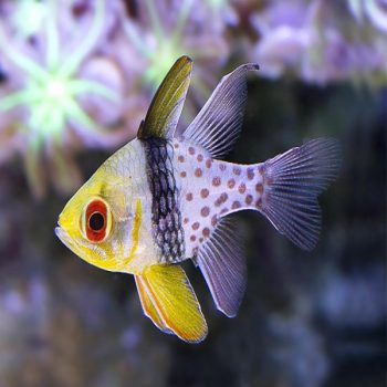Sphaeramia nematoptera -Pajama cardinalfish-M - Ψάρια Θαλασσινού
