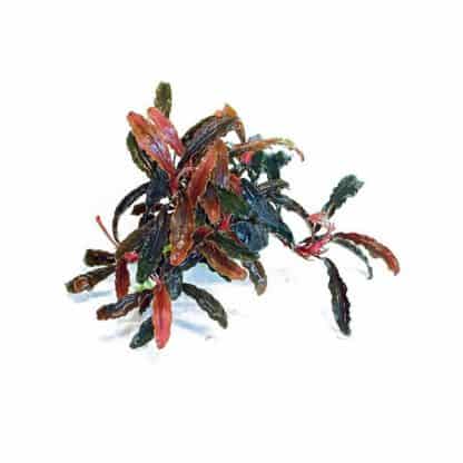 Tropica Bucephalandra ‘kedagang red Godzilla’  Limited Edition pot - Φυτά για Ενυδρεία