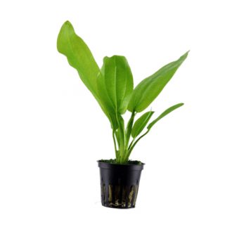 Tropica Echinodorus cordifolius ‘Fluitans’ potted - Φυτά για Ενυδρεία