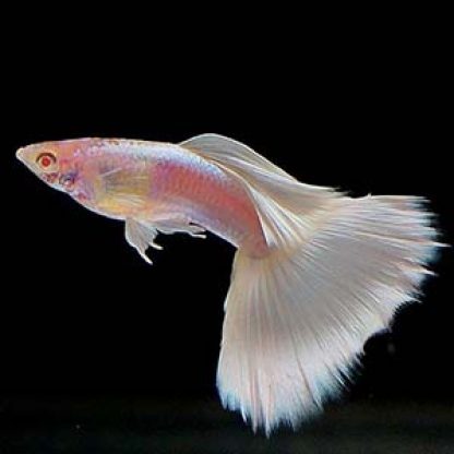 Poecilia reticulata - Guppy Snow White