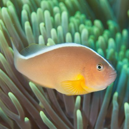 Amphiprion akallopisos M – Skunk Clownfish - Ψάρια Θαλασσινού