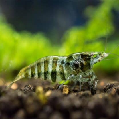 Neocaridina davidi – Green Shrimp - Ασπόνδυλα Γλυκού