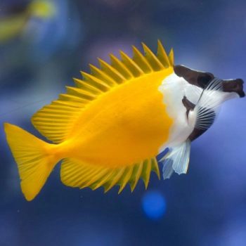 Siganus vulpinus-Foxface rabbitfish-M - Ψάρια Θαλασσινού