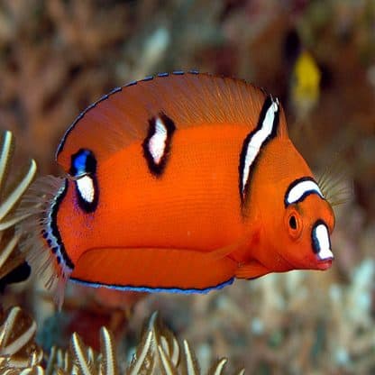 Coris gaimard -Juv. Red coris-M