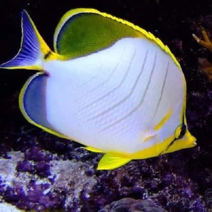 Chaetodon meyeri – Scrawled Butterflyfish M - Ψάρια Θαλασσινού