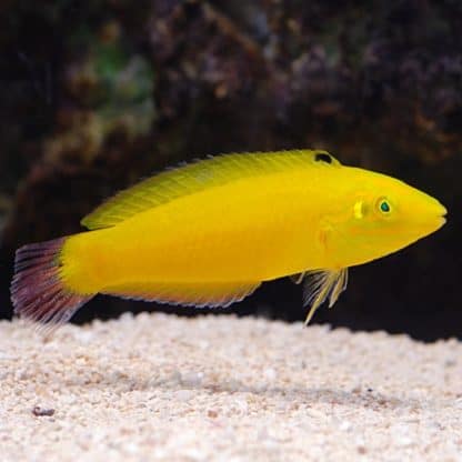 Halichoeres chrysus M – Golden Wrasse - Ψάρια Θαλασσινού
