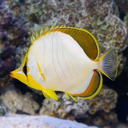 Chaetodon xanthocephalus  L - Yellowhead Butterflyfish
