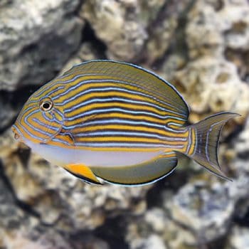 Acanthurus lineatus M – Striped Surgeonfish - Ψάρια Θαλασσινού