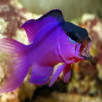 Gramma melacara – Blackcap Basslet - Ψάρια Θαλασσινού