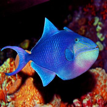 Odonus niger M – Redtoothed Triggerfish - Ψάρια Θαλασσινού