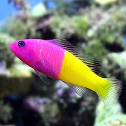 Pseudochromis paccagnellae M – Royal Dottyback - Ψάρια Θαλασσινού
