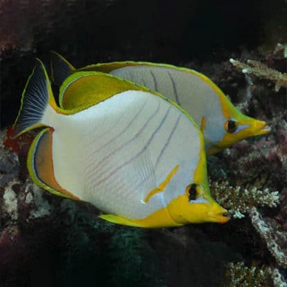 Chaetodon xanthocephalus  L - Yellowhead Butterflyfish - Image 3