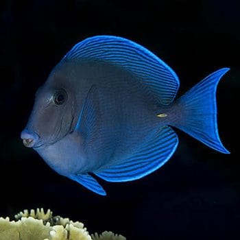 Acanthurus coeruleus M – Atlantic Blue Tang - Ψάρια Θαλασσινού