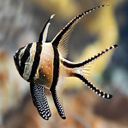 Pterapogon kauderni -Bangai cardinalfish-S - Ψάρια Θαλασσινού