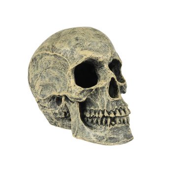 Aqua Della Skull Head 16×10,5×13,20cm - Τεχνητά Διακοσμητικά