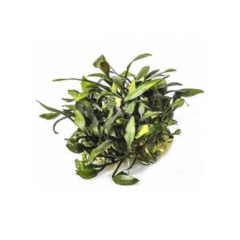 Aquaflora Cryptocoryne Pygmaea – In Vitro Cup - Φυτά για Ενυδρεία