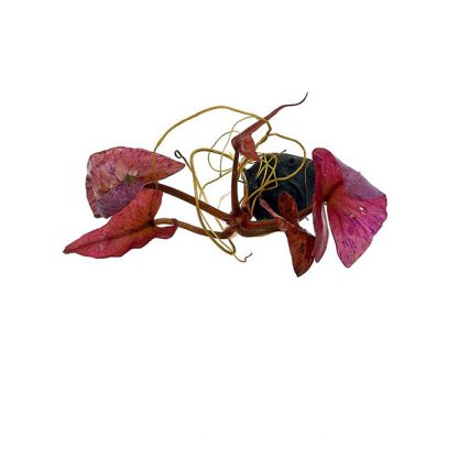Aquaflora Nymphaea Zenkeri Red - Φυτά για Ενυδρεία
