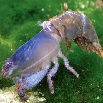 Atya gabonensis - African Giant Shrimp 3-5cm