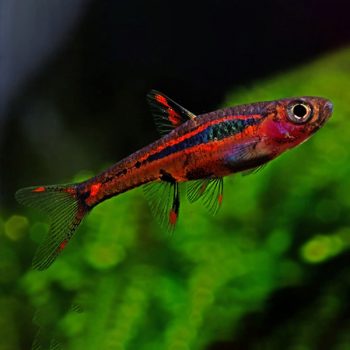 Boraras brigittae – Mosquito Rasbora 1.5cm - Ψάρια Γλυκού