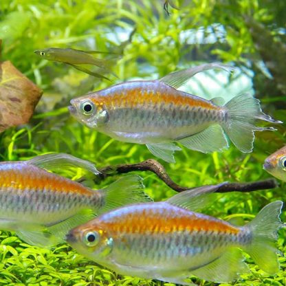 Phenacogrammus interruptus – Congo Tetra 5 cm - Ψάρια Γλυκού