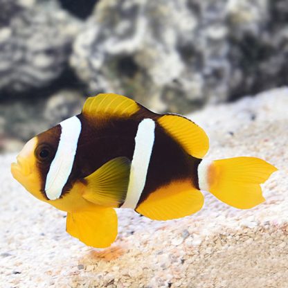 Amphiprion clarkii M  – Clark’S Anemonefish - Ψάρια Θαλασσινού