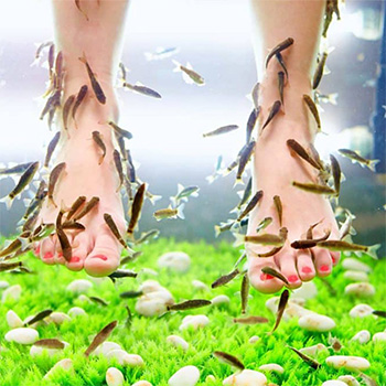 Fish Spa