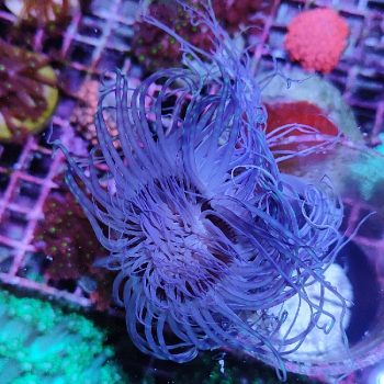Cerianthus membranaceus - Hot Coral Offers