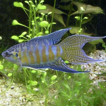 Macropodus opercularis – Blue Paradise Fish 5 cm