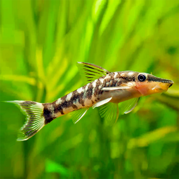 Otocinclus vittatus - Common Otocinclus 3cm