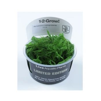 Tropica Myriophyllum mattogrossense 1-2-Grow! limited edition - Φυτά για Ενυδρεία