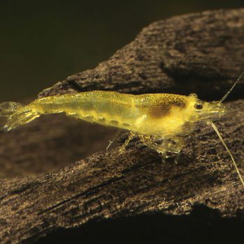 Neocaridina davidi – Yellow Fire Shrimp - Ασπόνδυλα Γλυκού