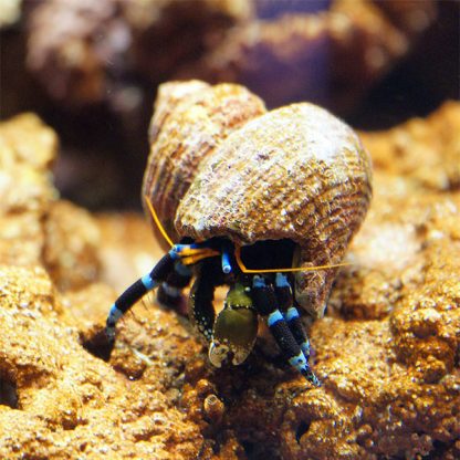 Calcinus elegans M – Blue Line Hermit Crab - Ασπόνδυλα Θαλασσινού